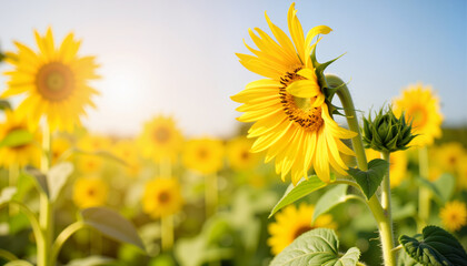 Obraz premium Tiny sunflower buds reaching for sunlight in a vibrant farm setting, growth
