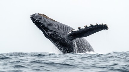Fototapeta premium A side angle of a majestic humpback whale breaching the ocean surface, isolated on a white backdrop