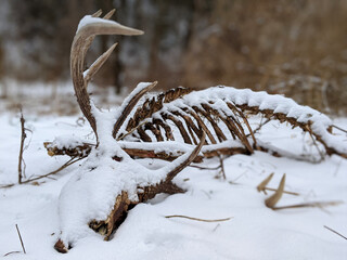Snow-Covered Deer Skeleton with Antlers in a Winter Woodland Scene