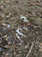A close-up of animal bones left on the ground in a natural forest setting, surrounded by dry leaves and grass. Depicts elements of nature, wildlife, and decay.