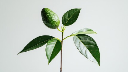Fototapeta premium A side view of an avocado plant with glossy green leaves and a single small avocado growing on its thin stem