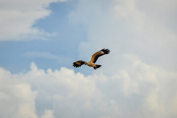 A yellow-headed caracara (Milvago chimachima) flying above the Madeira river between the town of Humaitá and the indigenous village of Boca do Jauari, Amazonas state, Brazil.