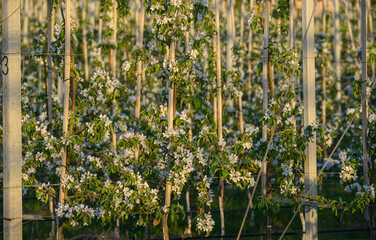 apple orchard