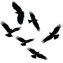 Obraz premium Flock of Eagles Silhouette Vector Illustration: Birds in Flight, Wildlife, Nature, Black and White Graphic Design Element