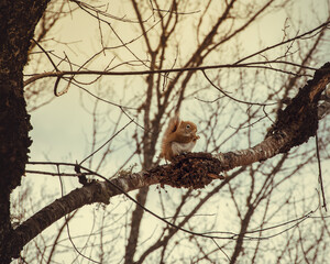 squireel