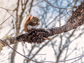squirrel on a tree