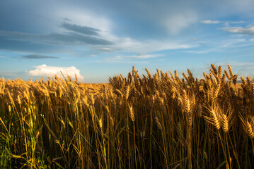 Sunset over yellow wheat field
