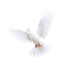 flying white dove pigeon isolated on transparent background © Вячеслав Кравченко