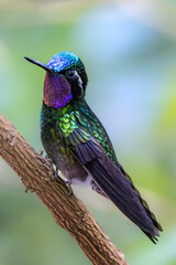 Purple-throated mountaingem (Lampornis calolaemus), male. Monteverde, Costa Rica. Selective focus on bird's eye