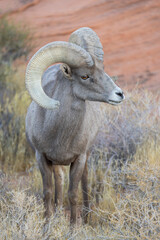 Desert Bighorn Sheep Ram in Winter in the Nevada Desert