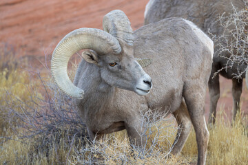 Desert Bighorn Sheep Ram in Winter in the Nevada Desert