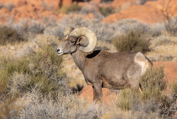 Desert Bighorn Sheep Ram in Winter in the Nevada Desert