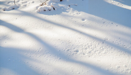 Sunlit snowbank with shadows at woodland edge, winter tranquility