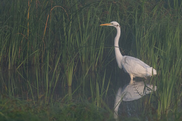 Great White Egret on the foggy lake hunting