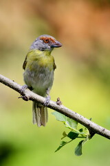 Pitiguari Rufous-browed Peppershrike sitting and singing on the tree branch