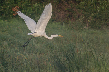 great blue heron ardea cinerea