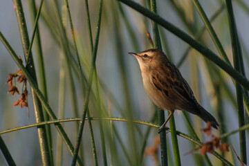 robin on the grass
