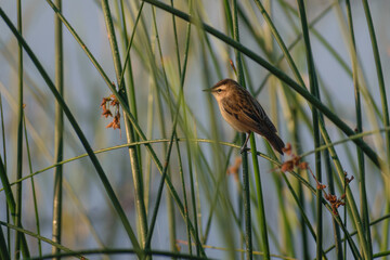 american robin on the grass