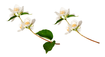 Branches of blooming jasmine  (Philadelphus coronarius) isolated on white background. Perfect for creating designs, cards, patterns, floral arrangements, frames, wedding cards and invitations..