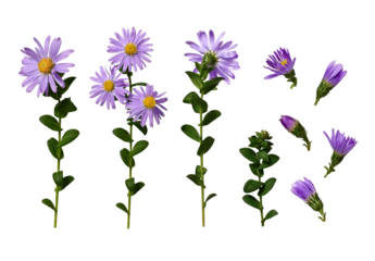 Set of lilac flowers and buds of European Michaelmas daisy (Aster amellus) isolated on a white background. Bright flowerі on a stem with dark green leaves. .