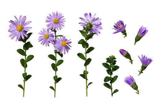 Set of lilac flowers and buds of European Michaelmas daisy (Aster amellus) isolated on a white background. Bright flowerі on a stem with dark green leaves. .