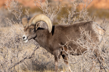 Desert Bighorn Sheep Ram in Winter in the Nevada Desert