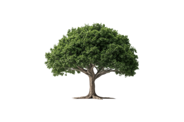 Grüner Baum mit dichter Krone – PNG mit transparentem Hintergrund

