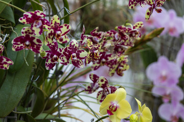 Rare Orchid flowers. Colorful Orchid flowers