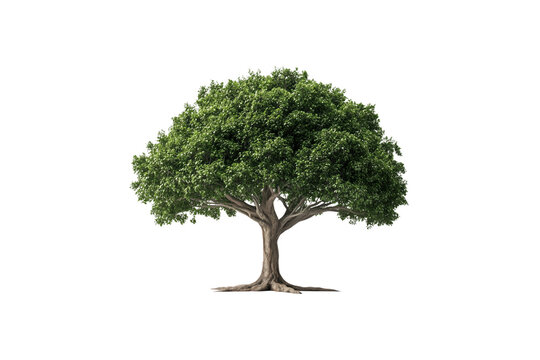 Gr&uuml;ner Baum mit dichter Krone &ndash; PNG mit transparentem Hintergrund

