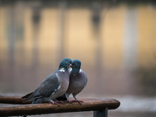 Pigeon in Love
