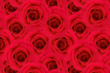 Pattern of Vivid Red Roses in Full Bloom