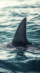 Fototapeta premium Lone predator shark fin near ocean surface image