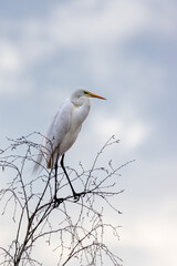 Ein Silberreiher (Ardea alba) sitzt auf der Spitze einer Birke