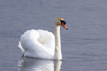 Höckerschwan (Cygnus olor) auf dem Wasser
