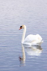 Höckerschwan (Cygnus olor) auf dem Wasser