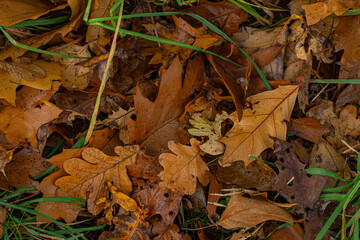 Brown leafs between green Grass during autumn. With Space for text