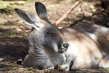 the red kangaroo (Macropus rufus) is the largest marsupial and native land mammal of Australia, known for its reddish-brown fur, strong hind legs and powerful tail
