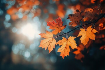 Fototapeta premium Autumn Leaves