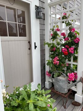 Red and pink roses bloom, and climb on an arbor near the front door of a summer vacation home on Nantucket Island