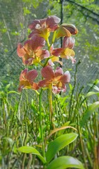 The Phalaenopsis orchid, often called the 
