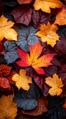 Autumn leaves with detailed colorful texture high resolution hd image