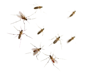 Realistic Mosquito Swarm Isolated on Transparent Background

