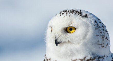 Obraz premium Close-up of snow owl with yellow eyes and white feathers in natural setting