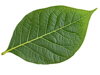 Obraz premium Green leaf isolated on transparent or white background, png