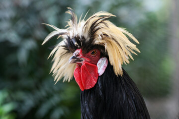 Beautiful rooster in the forest