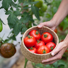 Tomato harvest - ripe red tomatoes picking by hand in a small greenhouse -  vegetable garden.