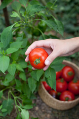 Tomato harvest - ripe red tomatoes picking by hand in a small greenhouse -  vegetable garden.