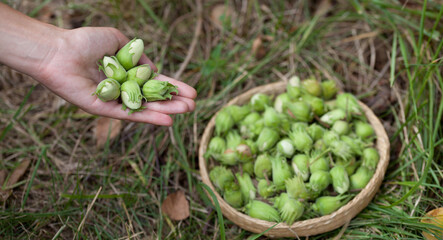 Hazelnut harvest - fresh, green nuts in a hazel - Corylus avellana orchard.