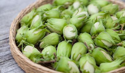 Hazelnut harvest - fresh, green hazelnuts on a gray wooden board background. © JoannaTkaczuk