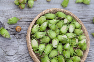 Hazelnut harvest - fresh, green hazelnuts on a gray wooden board background.